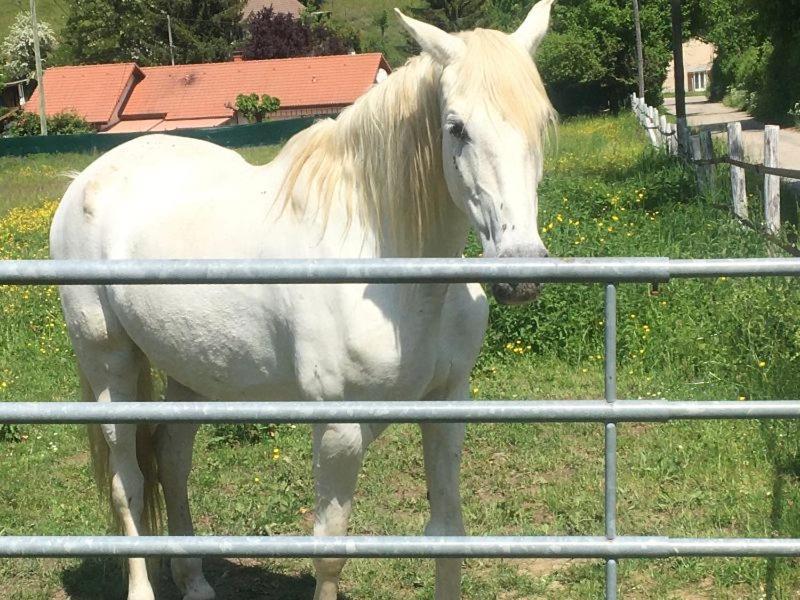 My Little Sweet Home Colombe  Esterno foto